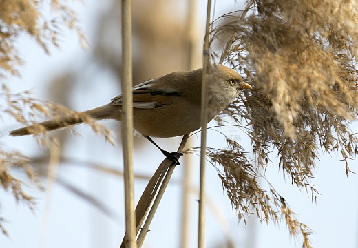 BASETTINO, Bearded Reedling, Panurus biarmicus - Zona umida periferia di Torino