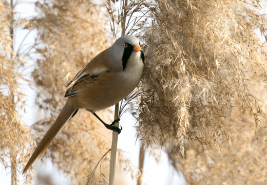 BASETTINO, Bearded Reedling, Panurus biarmicus - Zona umida periferia di Torino