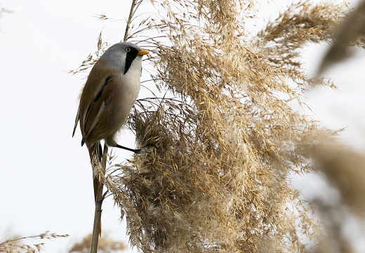 BASETTINO, Bearded Reedling, Panurus biarmicus - Zona umida periferia di Torino