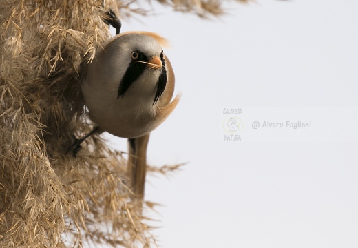 BASETTINO, Bearded Reedling, Panurus biarmicus - Zona umida periferia di Torino