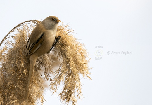 BASETTINO, Bearded Reedling, Panurus biarmicus - Zona umida periferia di Torino