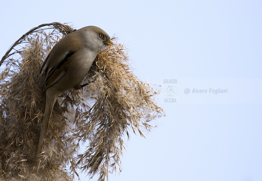 BASETTINO, Bearded Reedling, Panurus biarmicus - Zona umida periferia di Torino