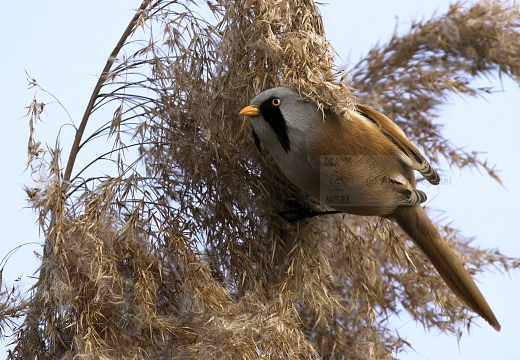 BASETTINO, Bearded Reedling, Panurus biarmicus - Zona umida periferia di Torino