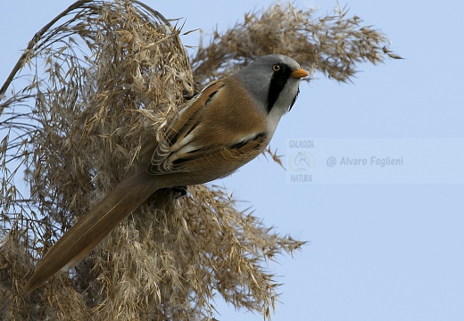 BASETTINO, Bearded Reedling, Panurus biarmicus - Zona umida periferia di Torino