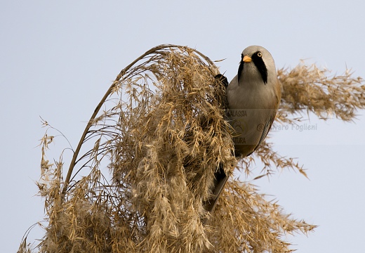 BASETTINO, Bearded Reedling, Panurus biarmicus - Zona umida periferia di Torino