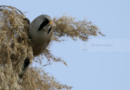 BASETTINO, Bearded Reedling, Panurus biarmicus - Zona umida periferia di Torino