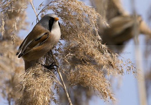 BASETTINO, Bearded Reedling, Panurus biarmicus - Zona umida periferia di Torino