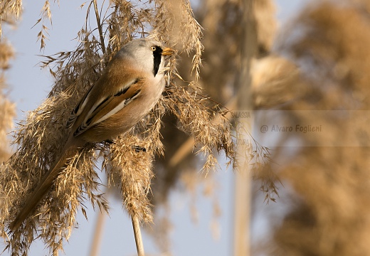 BASETTINO, Bearded Reedling, Panurus biarmicus - Zona umida periferia di Torino