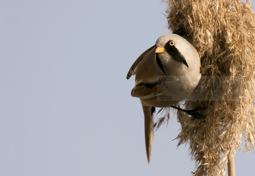 BASETTINO, Bearded Reedling, Panurus biarmicus - Zona umida periferia di Torino