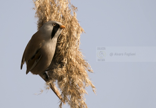 BASETTINO, Bearded Reedling, Panurus biarmicus - Zona umida periferia di Torino