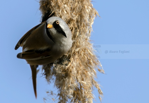 BASETTINO, Bearded Reedling, Panurus biarmicus - Zona umida periferia di Torino