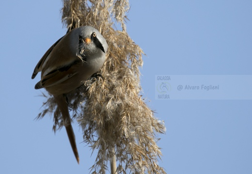 BASETTINO, Bearded Reedling, Panurus biarmicus - Zona umida periferia di Torino