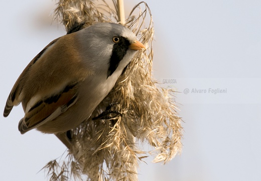 BASETTINO, Bearded Reedling, Panurus biarmicus - Zona umida periferia di Torino