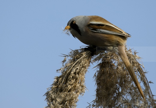 BASETTINO, Bearded Reedling, Panurus biarmicus - Zona umida periferia di Torino