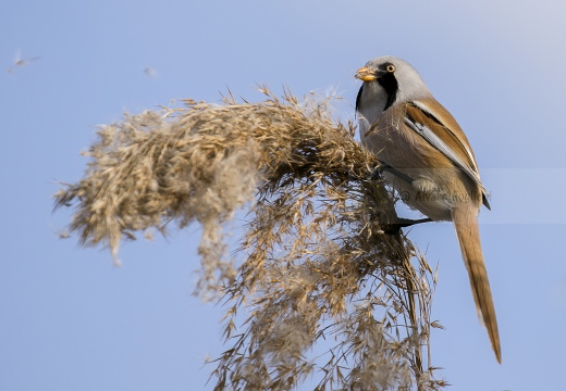 BASETTINO, Bearded Reedling, Panurus biarmicus - Zona umida periferia di Torino