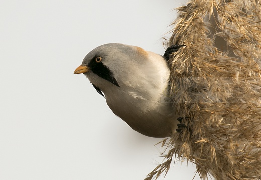 BASETTINO, Bearded Reedling, Panurus biarmicus - Zona umida periferia di Torino