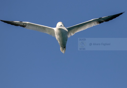 SULA, Northern gannet, Morus bassanus - Locaità: Versilia - Costa viareggina (LU)