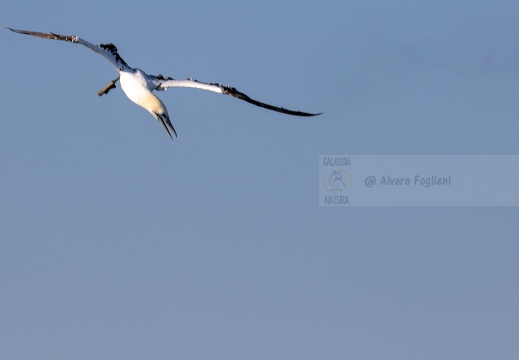 SULA, Northern gannet, Morus bassanus - Locaità: Versilia - Costa viareggina (LU)