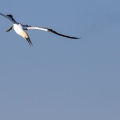 SULA, Northern gannet, Morus bassanus - Locaità: Versilia - Costa viareggina (LU)