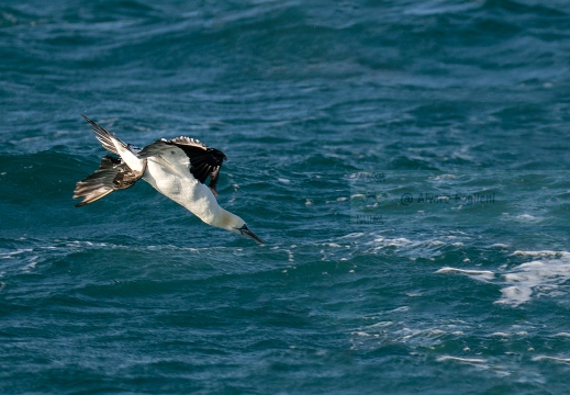 SULA, Northern gannet, Morus bassanus - Locaità: Versilia - Costa viareggina (LU)