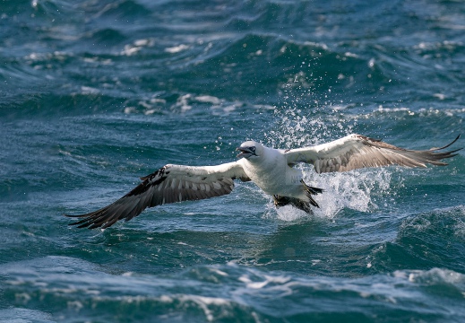 SULA, Northern gannet, Morus bassanus - Locaità: Versilia - Costa viareggina (LU)