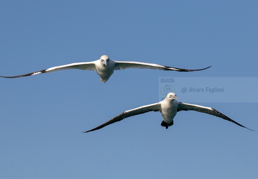 SULA, Northern gannet, Morus bassanus - Locaità: Versilia - Costa viareggina (LU)