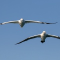 SULA, Northern gannet, Morus bassanus - Locaità: Versilia - Costa viareggina (LU)