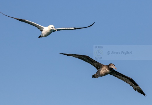 SULA, Northern gannet, Morus bassanus - Locaità: Versilia - Costa viareggina (LU)