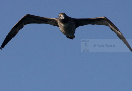 SULA, Northern gannet, Morus bassanus - Locaità: Versilia - Costa viareggina (LU)