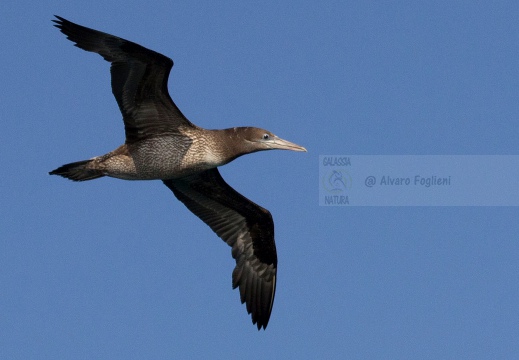 SULA, Northern gannet, Morus bassanus - Locaità: Versilia - Costa viareggina (LU)