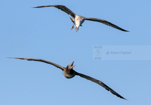 SULA, Northern gannet, Morus bassanus - Locaità: Versilia - Costa viareggina (LU)