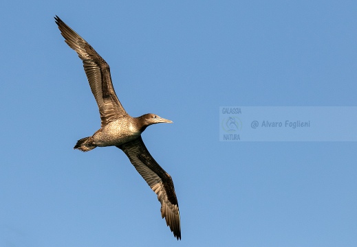 SULA, Northern gannet, Morus bassanus - Locaità: Versilia - Costa viareggina (LU)