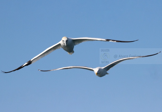 SULA, Northern gannet, Morus bassanus - Locaità: Versilia - Costa viareggina (LU)