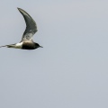 MIGNATTINO ALIBIANCHE, White-winged tern, Chlidonias leucopterus - Località: Risaie novaresi (NO)