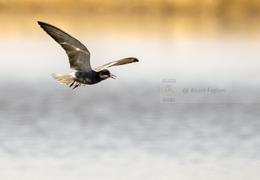 MIGNATTINO ALIBIANCHE, White-winged tern, Chlidonias leucopterus - Località: Risaie novaresi (NO)