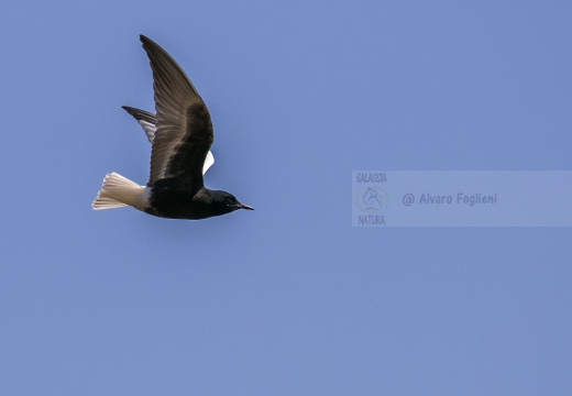 MIGNATTINO ALIBIANCHE, White-winged tern, Chlidonias leucopterus - Località: Risaie novaresi (NO)