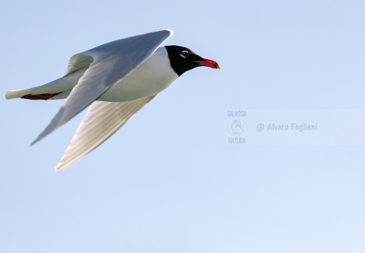 GABBIANO CORALLINO , Mediterranean Gull, Larus melanocephalus - Versilia, Costa viareggina (LU)