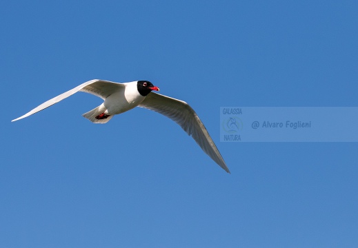 GABBIANO CORALLINO, Mediterranean Gull, Larus melanocephalus - Versilia, Costa viareggina (LU)