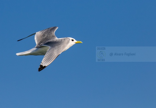 GABBIANO TRIDATTILO, Kittiwake, Rissa tridactyla - Località: Versilia, litorale viareggino (LU)