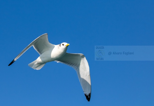 GABBIANO TRIDATTILO, Kittiwake, Rissa tridactyla - Località: Versilia, litorale viareggino (LU)