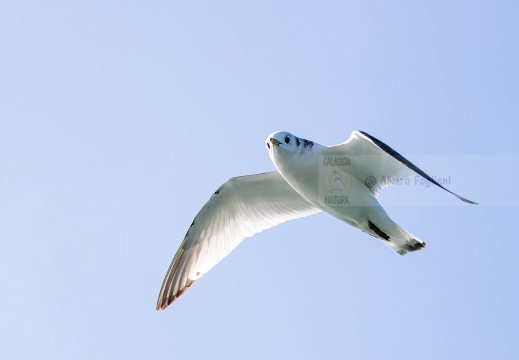 GABBIANO TRIDATTILO, Kittiwake, Rissa tridactyla - Località: Versilia, litorale viareggino (LU)