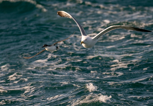 BERTA MINORE MEDITERRANEA, Mediterranean shearwater, Puffinus yelkouan (con Gabbiano reale) - Località: Versilia, litorale viareggina (LU)