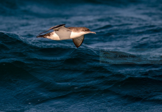 BERTA MINORE MEDITERRANEA, Mediterranean shearwater, Puffinus yelkouan - Località: Versilia, litorale viareggina (LU)