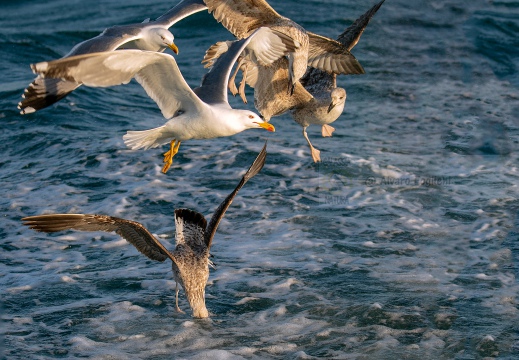 GABBIANO REALE a cacca nel mare di Viareggio (LU)