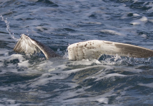 GABBIANO REALE a cacca nel mare di Viareggio (LU)