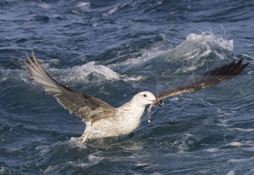 GABBIANO REALE a cacca nel mare di Viareggio (LU)