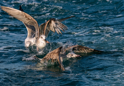 GABBIANO REALE a cacca nel mare di Viareggio (LU)