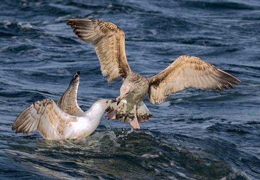 GABBIANO REALE a cacca nel mare di Viareggio (LU)