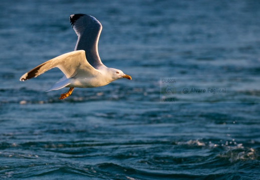 GABBIANO REALE; Yellow-legged Gull; Goéland leucophée; Larus michahellis  - Luogo: Versilia, litorale viareggino (LU)