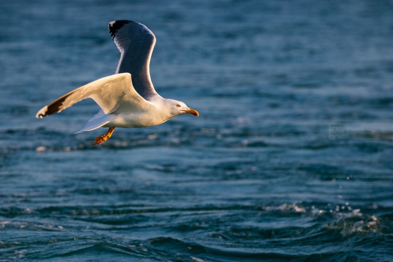 GABBIANO REALE, Yellow-legged Gull, Larus cachinnans - Luogo: Versilia, litorale viareggino (LU)